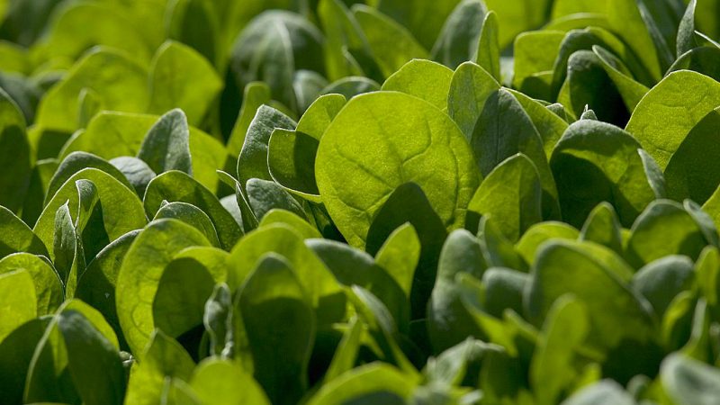 Rosinen, Spinat und Co: Wie heimische Lebensmittel Säure-Basen-Haushalt ausgleichen