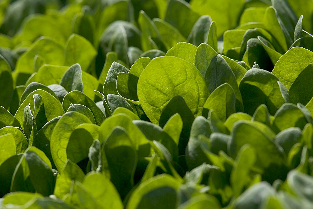 Rosinen, Spinat und Co: Wie heimische Lebensmittel Säure-Basen-Haushalt ausgleichen