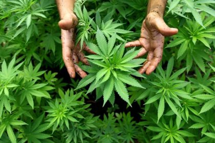 Regierung will Weg für staatlichen Cannabis-Anbau freimachen