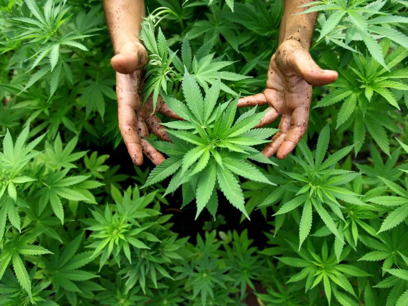 Bei Sportübertragung in Spanien: Polizei entdeckt Marihuana-Plantage auf Hausdach