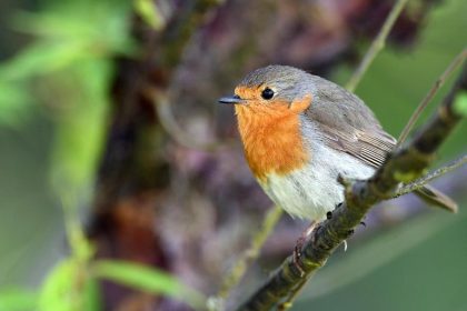 Naturschützer beklagen 2,3 Millionen getötete Singvögel auf Zypern – Illegale Delikatessen