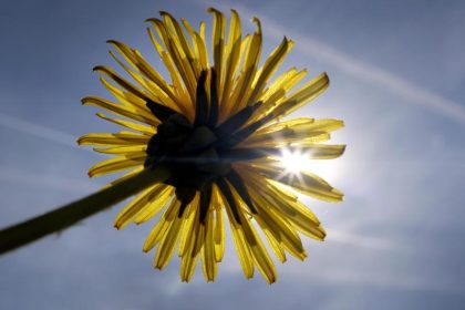 Heilkräftiger Löwenzahn Teil 1: Leber-, Nieren- und Blutreinigung, bei Infektionen und sogar Krebs