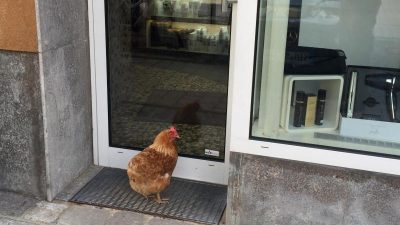 Huhn beim Friseur: Kurioser Polizeieinsatz in Kitzingen