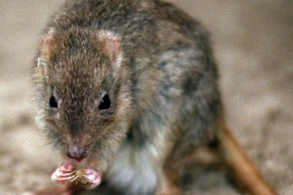 Australien erweitert Liste bedrohter Arten um fast 50 Spezies