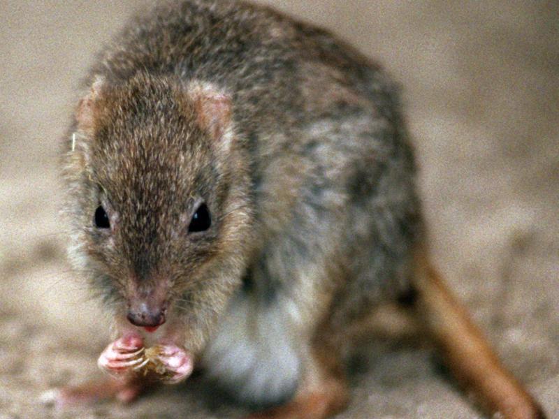Australien erweitert Liste bedrohter Arten um fast 50 Spezies
