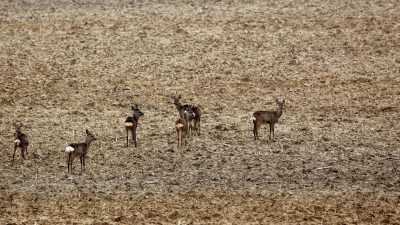 Ostsee-Autobahn wird wegen grasender Rehe gesperrt