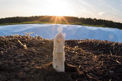 Spargel genießen – aber richtig