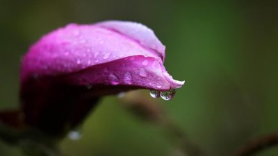 Eisheilige lassen Temperaturen über Pfingsten abstürzen