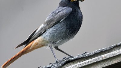 Zu Pfingsten eine Stunde Vögel zählen: Nabu ruft zum Mitmachen auf