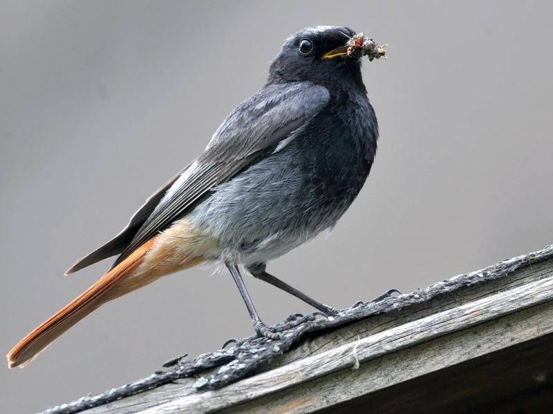 Zu Pfingsten eine Stunde Vögel zählen: Nabu ruft zum Mitmachen auf