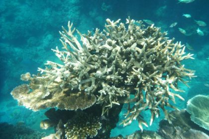 Australien verhindert Erwähnung von Schäden im UN-Klimabericht