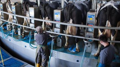 Union lehnt Sondersteuer wegen Milchkrise ab – Grüne wollen Hilfen