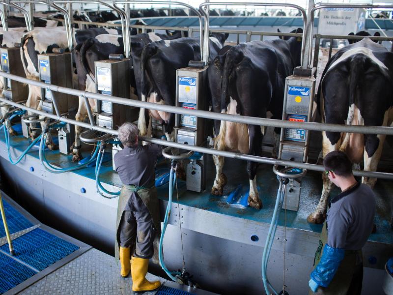 Union lehnt Sondersteuer wegen Milchkrise ab – Grüne wollen Hilfen