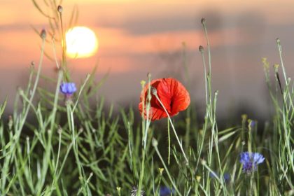 Klatschmohn ist Blume des Jahres 2017
