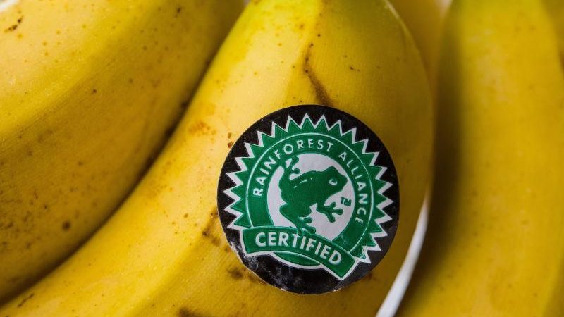 „Süße Früchte, bittere Wahrheiten“: Oxfam klagt über menschenunwürdigen Anbau von Supermarktfrüchten