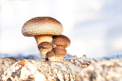 Heilpilze: Biochemie gegen Brustkrebs und chronische Krankheiten (+Video)