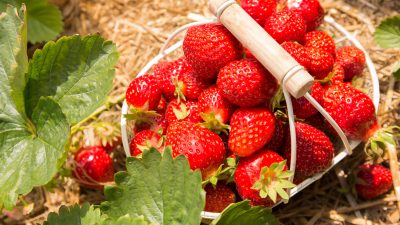 Erdbeeren: 10 Dinge, die wir an euch lieben (+Rezept)