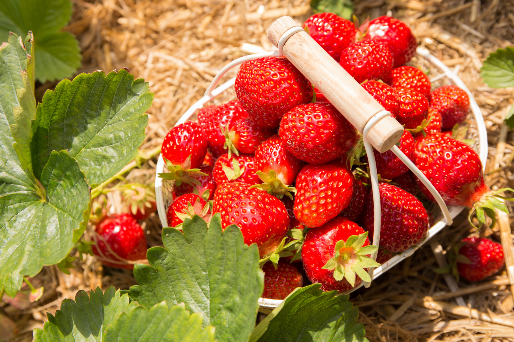 Erdbeeren: 10 Dinge, die wir an euch lieben (+Rezept)