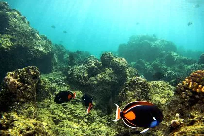 Biologin fand heraus : Sonnencreme killt Korallen im Reagenzglas binnen 96 Stunden (+Video)