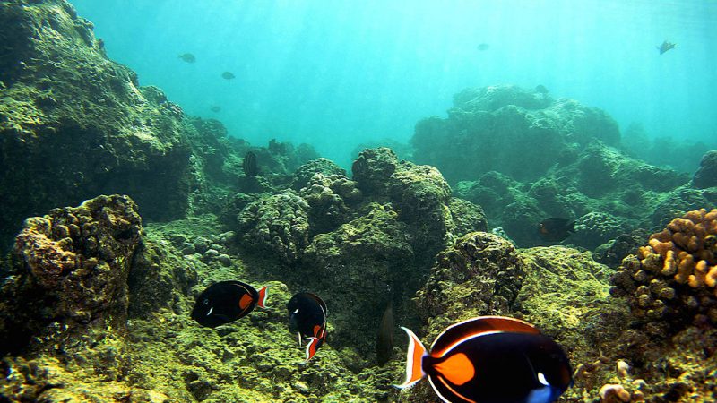 Biologin fand heraus : Sonnencreme killt Korallen im Reagenzglas binnen 96 Stunden (+Video)