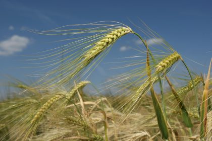 Chinesen brauten bereits vor 5.000 Jahren süßsaures Bier