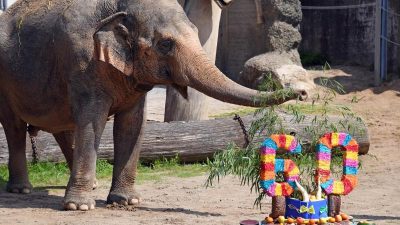 Karlsruher Zoo feiert 60. Geburtstag von Elefantenkuh Shanti