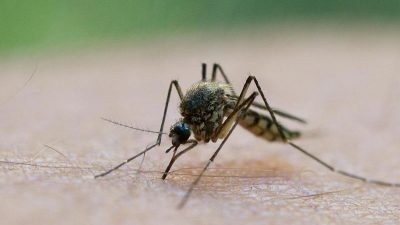 Forscher-Bitte: Bürger sollen Mücken schicken