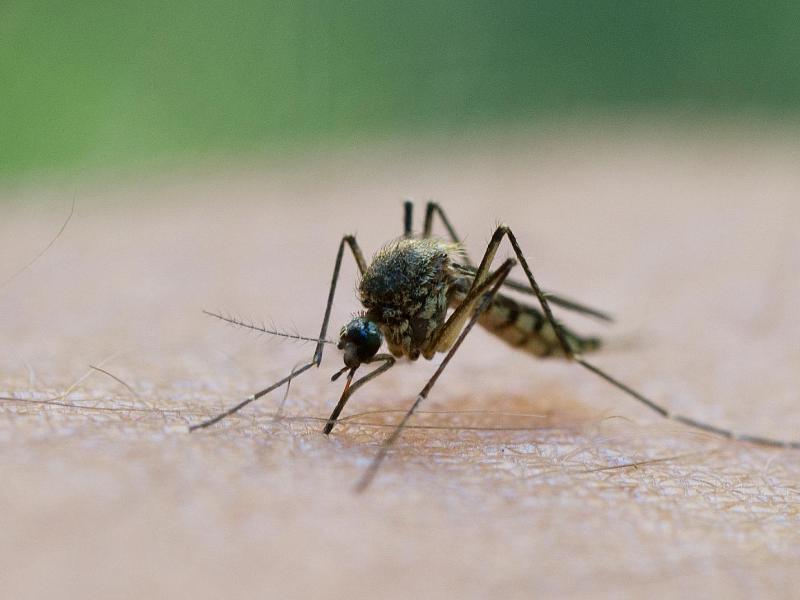 Forscher-Bitte: Bürger sollen Mücken schicken