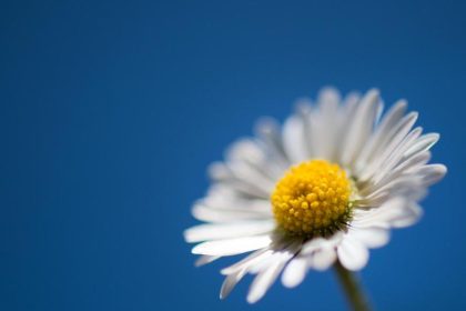 Gänseblümchen ist Heilpflanze des Jahres 2017