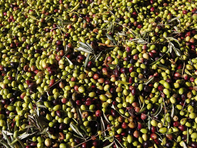 Wegen Pflanzenschädlingen: EU darf Olivenbauern zur Rodung zwingen
