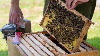 Bienensterben: Forscher weisen Schaden durch Insektizide nach