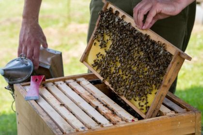 Bienensterben: Forscher weisen Schaden durch Insektizide nach