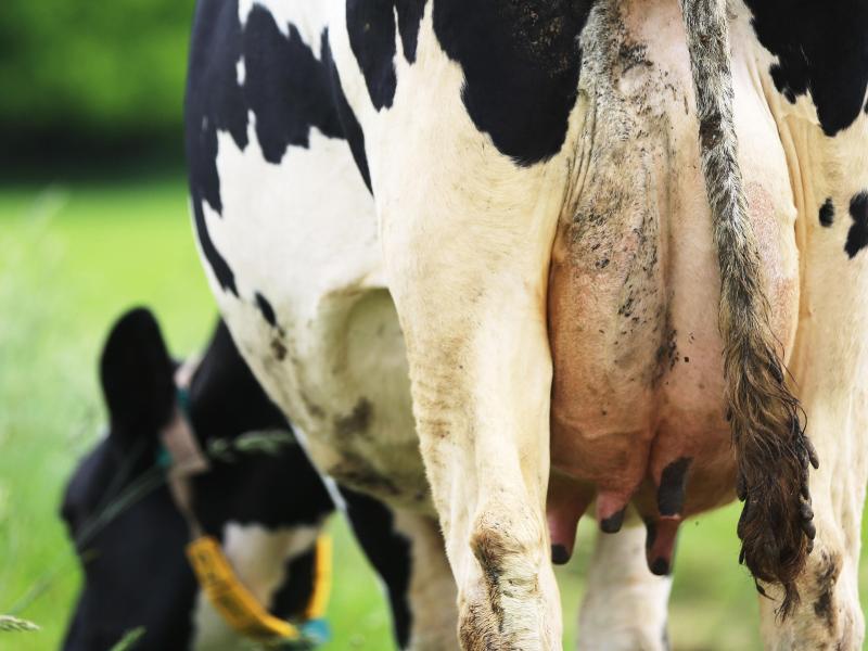 EU-Agrarminister peilen weitere Hilfen für Milchbauern an
