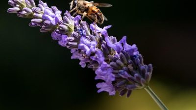 Etwas Sonne, einzelne Schauer