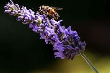 Etwas Sonne, einzelne Schauer