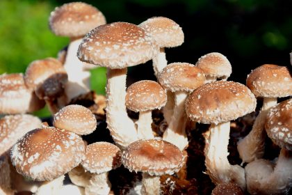 Vitalpilze – Naturheilkraft mit langer Tradition und überraschender Wirkung