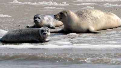 Immer mehr Kegelrobben im Wattenmeer unterwegs