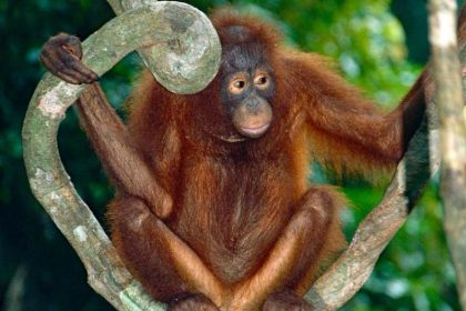 Rote Liste: Borneo-Orang-Utans sind kurz vor dem Aussterben