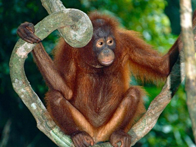 Rote Liste: Borneo-Orang-Utans sind kurz vor dem Aussterben