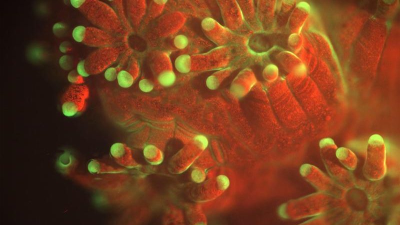 Neues Mikroskop zeigt Korallen beim Küssen