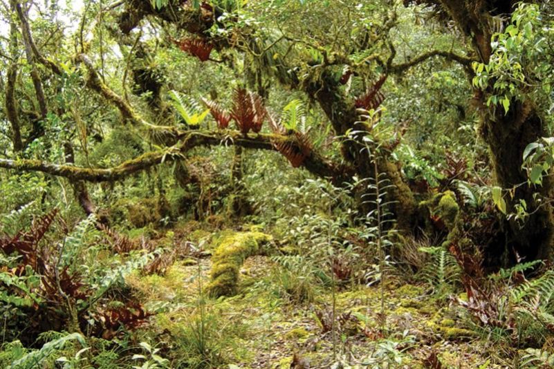 Luzon – Einzigartige neue Säugetierarten entdeckt