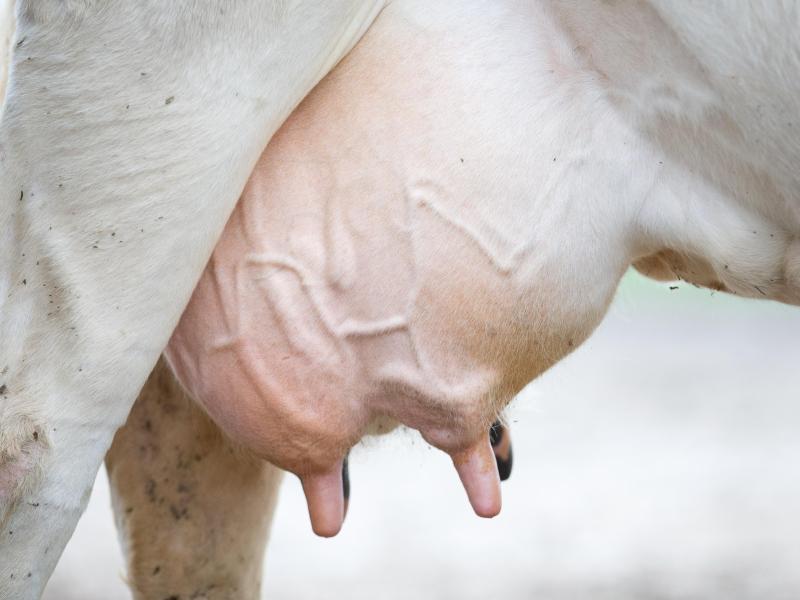 EU-Agrarminister suchen nach Weg aus der Milchkrise
