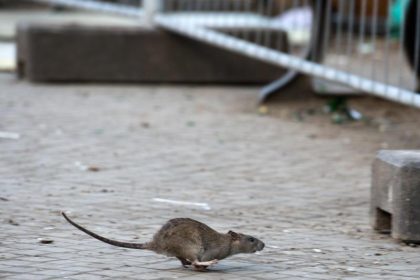 Neuseeland will Ratten und andere Arten bis 2050 ausrotten