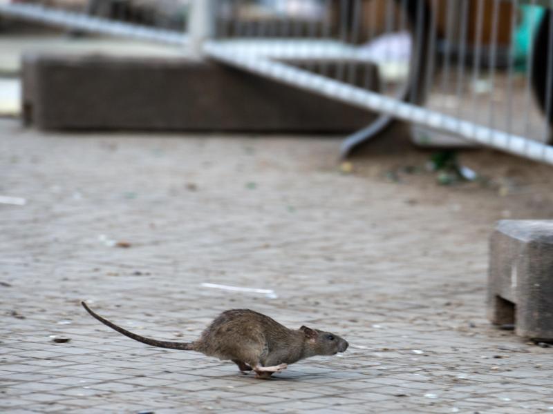 Neuseeland will Ratten und andere Arten bis 2050 ausrotten