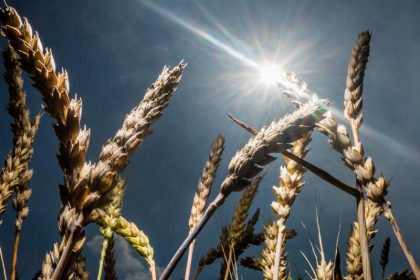 EU-Kommission: Pflanzen und Tiere nicht patentierbar – Bundesregierung soll sich wie versprochen für Verbot einsetzen
