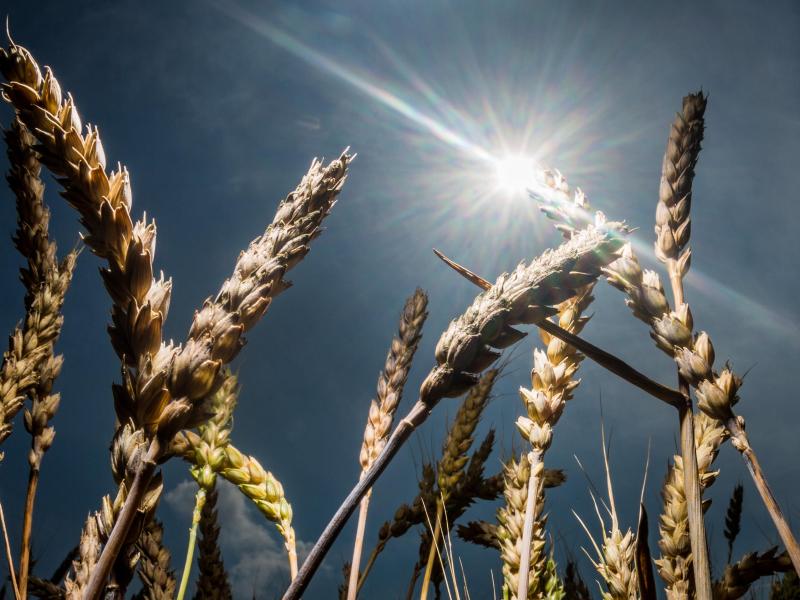 Russland erwartet Rekord-Getreideernte