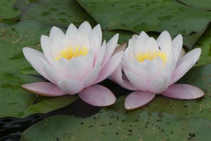 Die stille Wasserrose – Von Emanuel Geibel