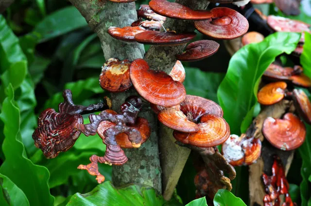 Reishi ist ein medizinischer Pilz Foto: fotolia.com/Reishi
