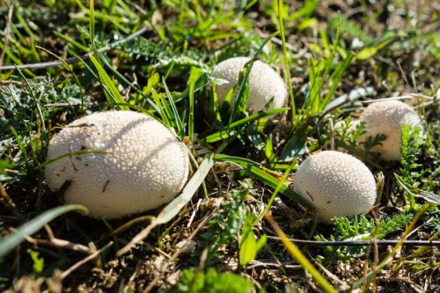 Riesenbovist in der Wiese Foto: fotolia.com/Bovist