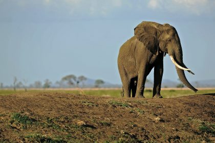 Afrikanische Elefanten werden schneller getötet als sie sich fortpflanzen können